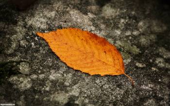 Одиночество - обои настроения, , лист, осень, камень