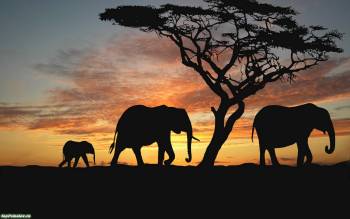 Слоны уходят в горизонт - обои 1680x1050 пикселей, , слон, горизонт, закат, дерево, саванна
