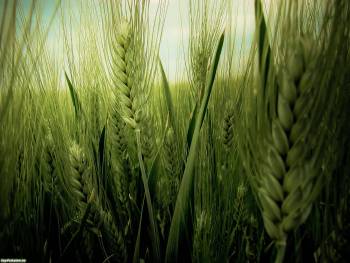Колосья пшеницы  - обои на рабочий стол, , колос, пшеница, поле, хлеб