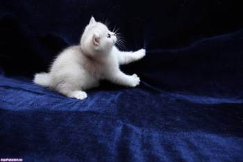 Белый котенок - обои с животными, , котенок, пушистый, белый, малыш