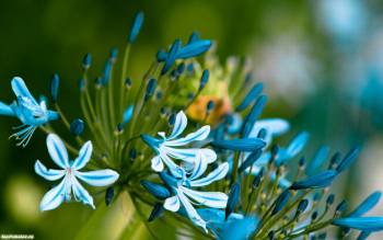 Нежные голубые цветы - обои природы, , нежность, цветы, фото, макро