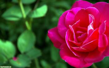 Макро-фото и фотообои розы, обои 1440х900, , природа, роза, цветок, макро, розовый