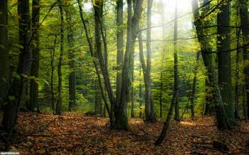 Красота лиственного леса - обои природы, , лес, лиственный, красота