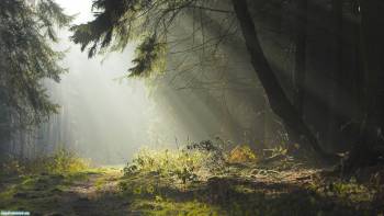 В сказочном лесу, красивые обои - сказочный лес, , лес, сказка, туман, лучи, тропинка