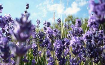 Нежные цветы, широкоформатные обои 1440х900, , цветы, поле, макро, фото, сиреневый, фиолетовый, небо, облака