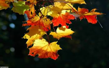 Колоритные осенние листья - обои, , ветка, листья, клен, осень, шик