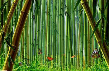 Заросли бамбука - рисунок 2400x1565 пикселей, , бамбук, заросли, бабочки
