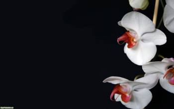 Цветущая орхидея -обои на рабочий стол, , орхидея, цветок, белый