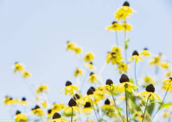 Желтые цветы - отличный выбор на рабочий стол, , цветы, лето, желтый, прелесть