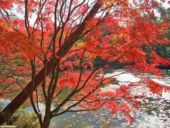 Прекрасный осенний пейзаж - обои природы на рабочий стол, , осень, багрянец, пруд, дерево, кувшинки