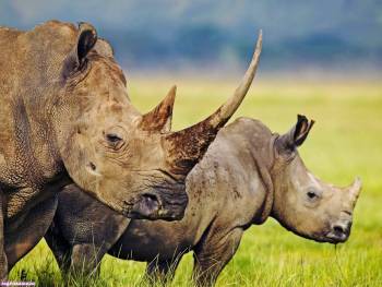 Два симпатичных носорога, обои с носорогами 1600х1200, , носорог