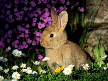 Маленький серый зайчонок в ромашках, обои с зайчонком, , заяц, зайчонок, трава, цветы, ромашки