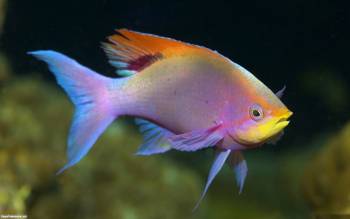 Широкоформатные обои 1920х1200 - красивая разноцветная рыбка, , рыбка, под водой, фауна