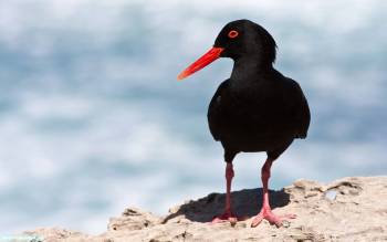 Черная птица с красным клювом - обои с птицами, , птица, клюв, обрыв
