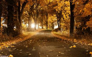В осеннем парке листопад, красивые осенние обои, , осень, листопад, дорога, парк, деревья