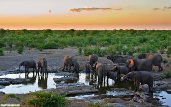 Купание большой семьи слонов, широкоформатные обои, , слоны, слон, водопой, прерия, закат, лужа