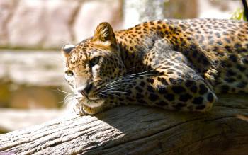 Отдыхающий леопард, что может быть красивее..., , хищник, кошка, леопард, отдых, бревно, умиротворение