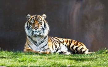 Величественный тигр, обои 2560х1600 пикселей с тигром, , тигр, трава, поза