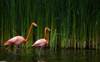 Красивые розовые фламинго на озере, обои с фламинго, , розовый фламинго, птица, осока, камыш, озеро