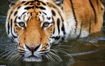 Купание тигра, обои и фото с тиграми в высоком разрешении, , тигр, купание, вода, морда, хищник