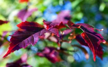 Красивые осенние листья в баговых цветах. Осенние обои, , осень, багровый, листья, листва, природа