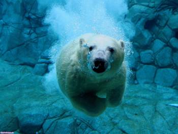 Белый мишка под водой - обои с медведями, , медведь, под водой, зоопарк