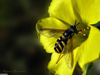 Пчелка собиарет нектар - обои природы, , пчела, цветок, нектар, сбор, весна