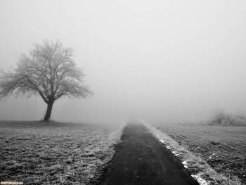 Черно-белые обои: дорога в тумане, , туман, дорога, ч/б, дерево, одиночество, грусть, меланхолия