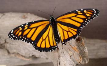 Бабочка с черно-желтыми крылышками, обои 2560х1600, , бабочка, макро, насекомое