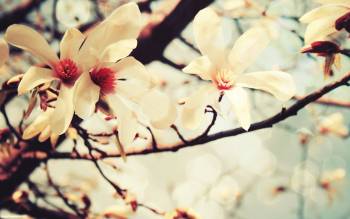 Нежные весенние цветки, красивые обои в пастельных тонах, , пастель, цветы, весна, возрождение, природа, цветение
