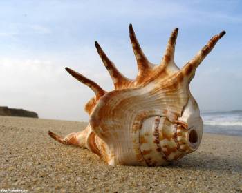 Тихоокеанская ракушка - обои с  моллюсками, , моллюск, берег, океан, песок, лето, ракушка