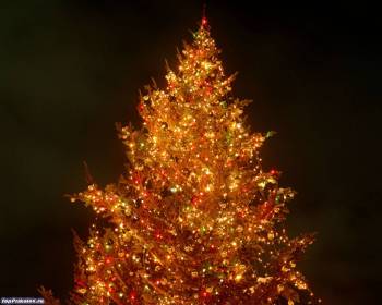 Шикарная новогодняя елка - обои Новый год, , ель, Рождество, Новый год, 2011, игрушки, огни, праздник