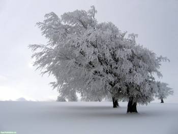 Дерево склонилось под тяжестью снега - обои зимы, , дерево, зима, метель, снег, тяжесть