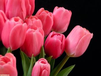 Розовые тюльпаны, красивые обои на ваш рабочий стол, , тюльпаны, цветы, розовый