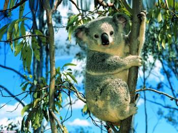 Обои - коала на ветке, обои с коалами, , коала, ветка