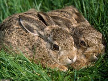 Обои - два кролика в травке, обои с кроликами, , кролики, детеныши, трава