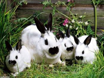 Обои кролики – симпатичные обои с белыми кроликами, , кролики, трава, четыре