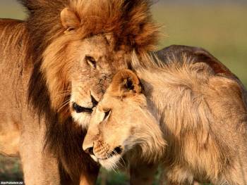 Любовные игры  в львином прайде, красивые обои со львами, , лев, львица, прайд, животные, хищник
