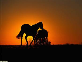 Кони на заре, обои с конями на рабочий стол, , конь, заря, утро, закат, вечер, горизонт, силуэт