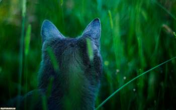 Кот - охотник - обои на рабочий стол, , охота, кот, затылок, трава