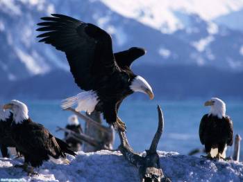 Белоголовый орлан — символ Америки, обои с орлами и орланами, , орлан, символ, орел, орлы, крылья