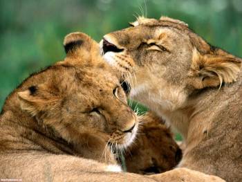 Две львицы-родственницы, обои со львами, , львица, любовь, прайд, львы