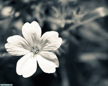 Черно-белое фото цветка, красивые обои с цветами, , цветок, ч/б, макро