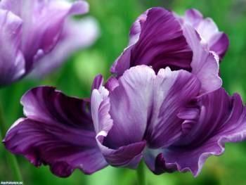 Фиолетовый тюльпан — обои цветы, обои с цветами, , цветок, тюльпан, фиолетовый, макро, фото