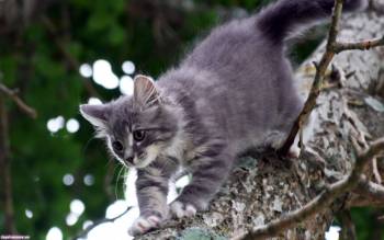 Кот спускается с дерева - обои с животными, , кот, дерево, спуск