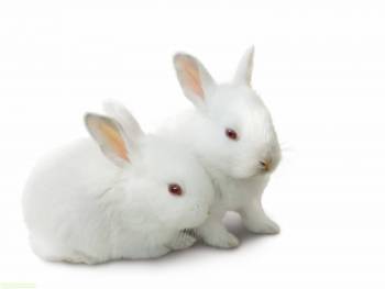 Белые кролики - символ 2011 года, , кролик, белый, 2011, символ