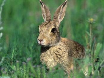 Заяц притаился в траве - обои с животными, , заяц, трава, лето, серый, косой