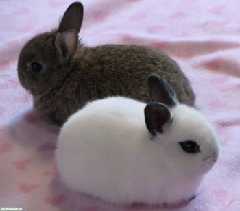 Маленькие кролики - символ 2011 года, , кролик, 2011