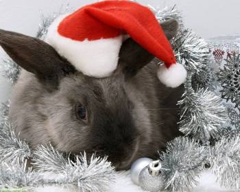 Новогодний кролик, новогодние обои с кроликом в шапке, , шапка, Новый год, кролик, праздник