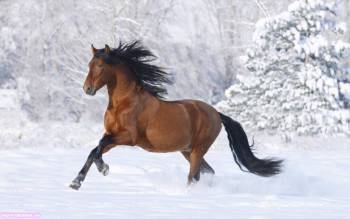 Красивый жеребец — широкоформатные обои с конями, , конь, лошадь, жеребец, зима, снег, холод, бег, галоп